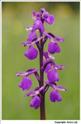 Green-winged Orchid - 1